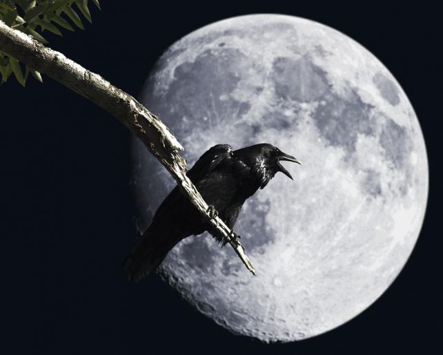 raven-barking-at-the-moon-wingsdomain-art-and-photography