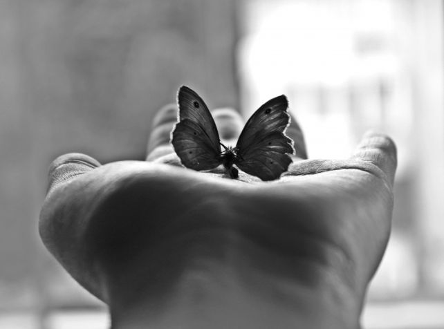 minimalism-palm-butterfly-black-and-white-photography